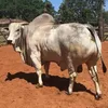 lambesal68
