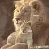 eddahbi_safa