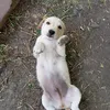 pablito00dt6