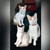 catfamily557