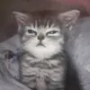 jkjfk