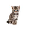 nova_the_cat0