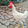 mohammadyaseen2680
