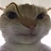 qlinnn_07