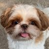pawsitivelygus