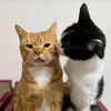 hannii_44