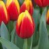 jardin6525