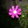 user70108722084886
