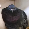hope_core_pigeon