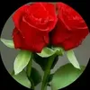 user80295061003706
