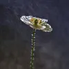 gadjiev_dagestan