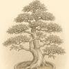 csk bonsai