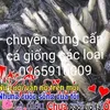 thy.sn.tun.giao