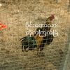 ဝိုင်းတော်သားတိုက်ကြက်ခြံ