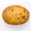 garlic.onion5