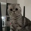 kkitiky