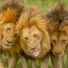 the1kinglorkulup