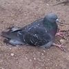 pigeon101210