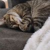 itslily_notlilly