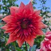backyardgarden6