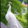 kardelen1214