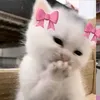 shoma.196
