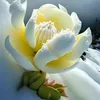 thank.you.my.love6