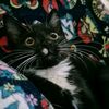 alyshia.babe.pets