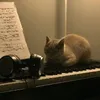 pianodokugaku4646