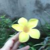 ruhi.marwan