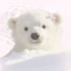 bearija