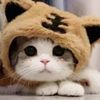funny.life.cute61