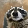 raccoonator20