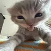 natyy4239