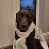 essa_dogs3