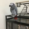 Alejandro exotic pet