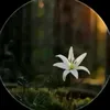dalatchieumua0