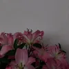 aleyna47210