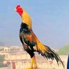 hasnain.bhatti1416