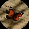 butterflie035