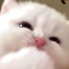 butterscoth236