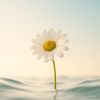 im_daysi_flower