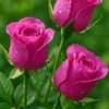 atifwahla5746