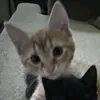 kittyx155