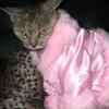 tetanxo