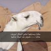 غــزايـز الــنوق..