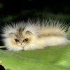 sadoff