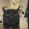 elprmo1