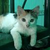 surya.tenggara86