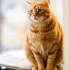 i.love.cats348
